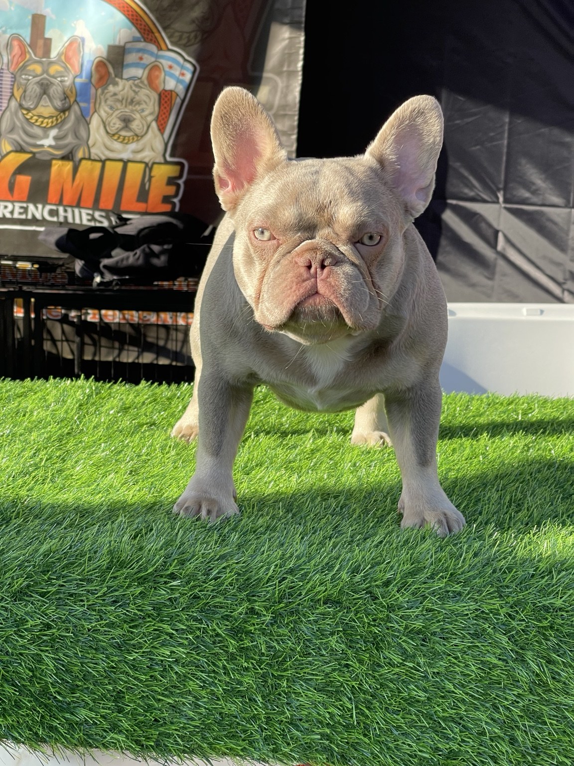 Ice Spice, a Mag Mile Frenchies dam
