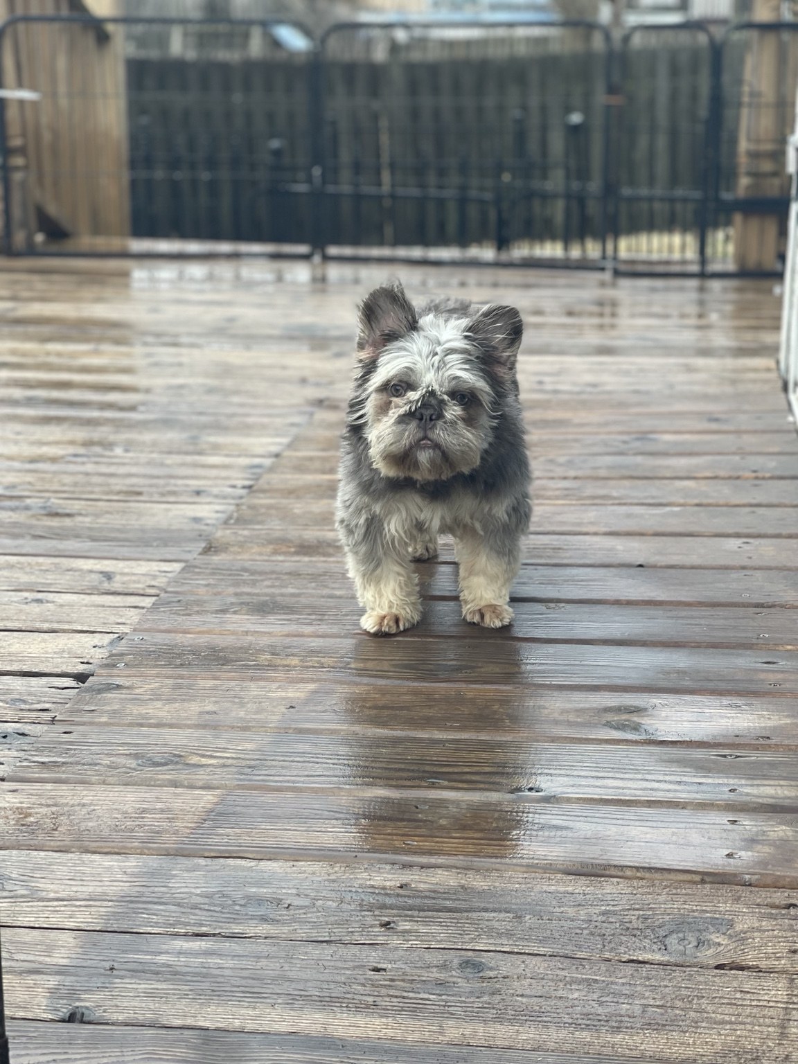 Minky — photo 3 of 3