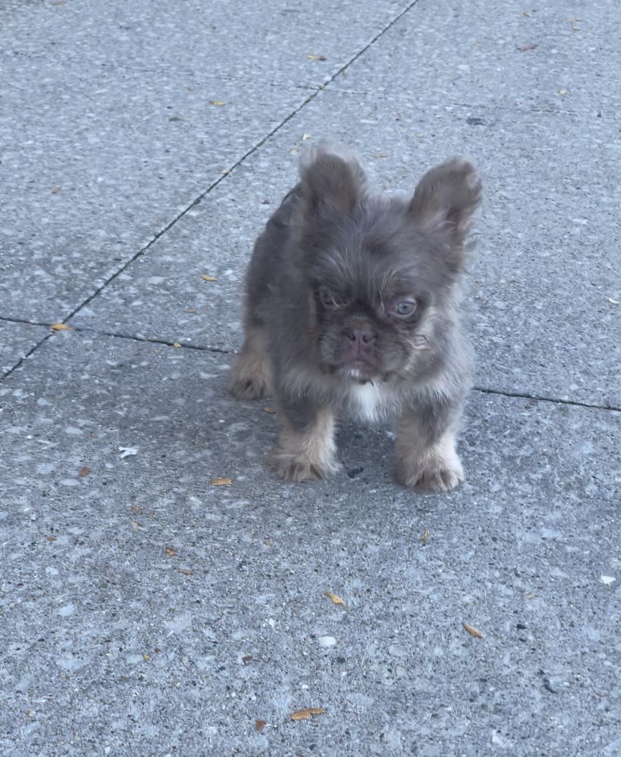 Moana, available female puppy