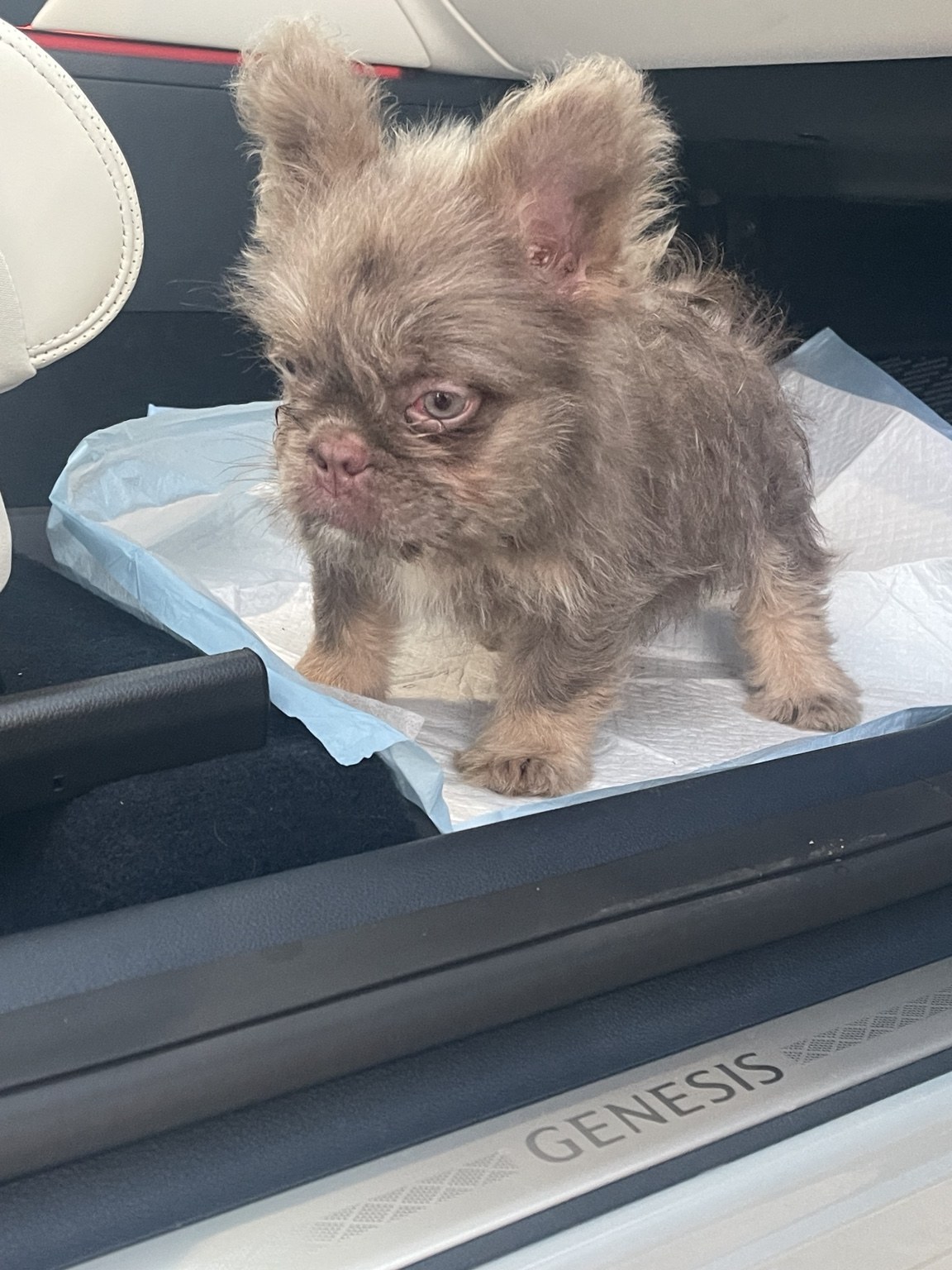 Moana, available female puppy — photo 4 of 4