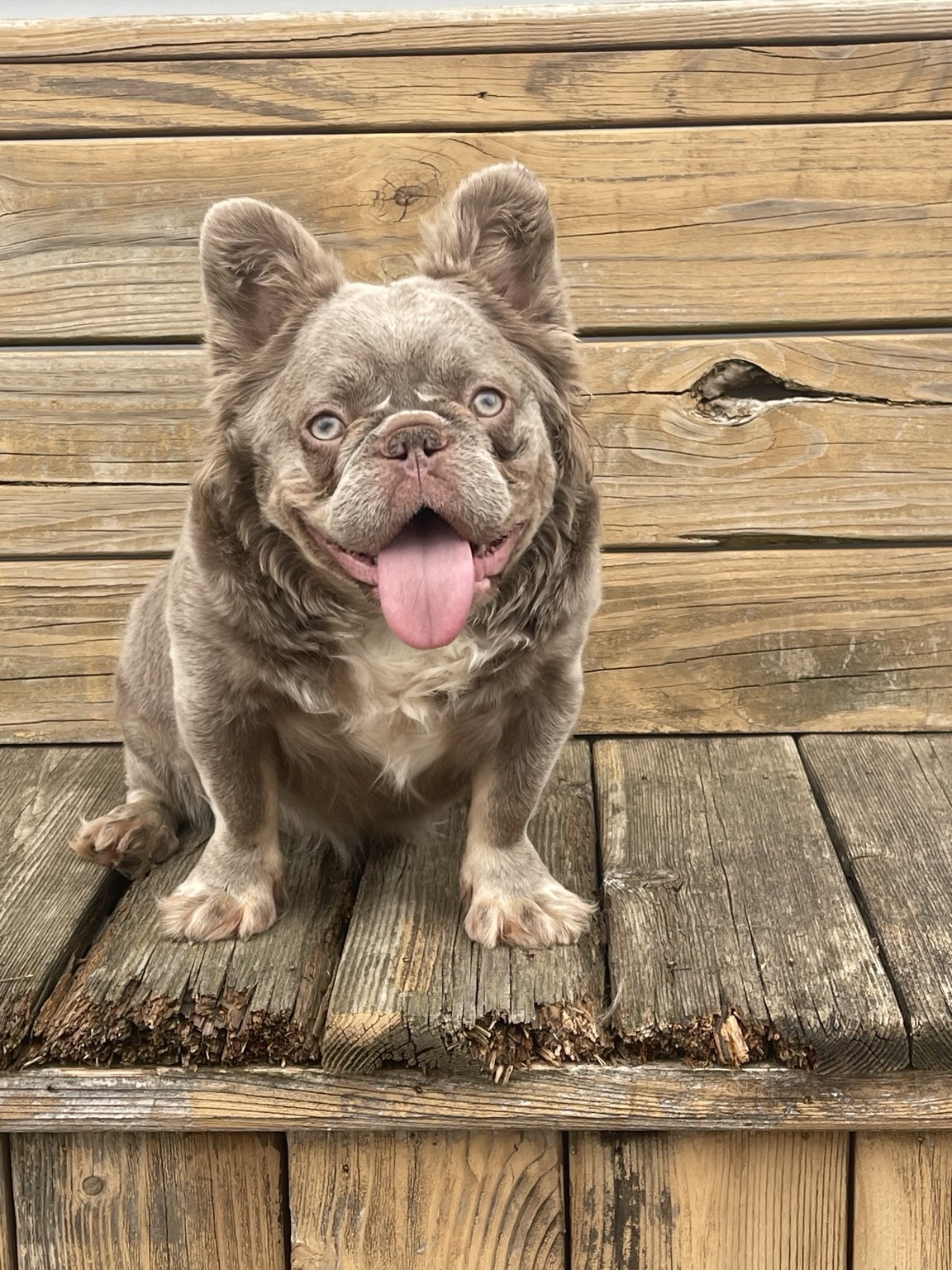 NYX, a Mag Mile Frenchies dam