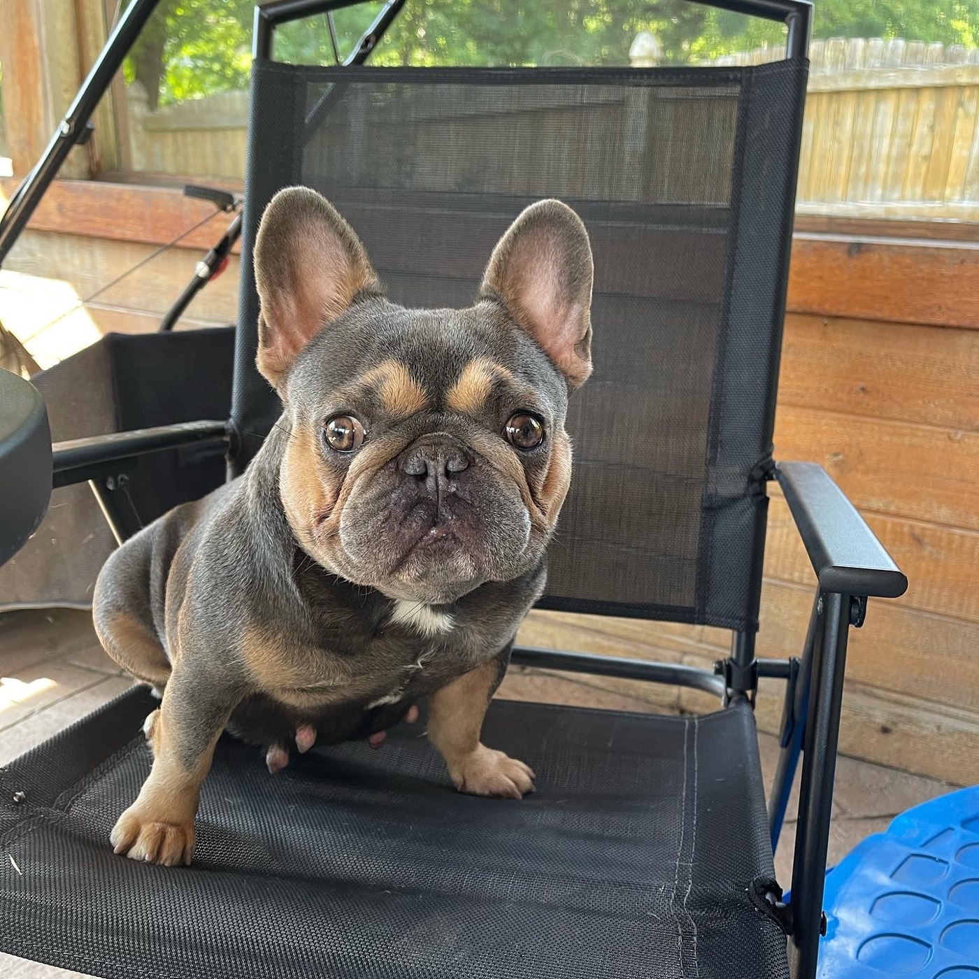 Stella sitting proudly in a chair