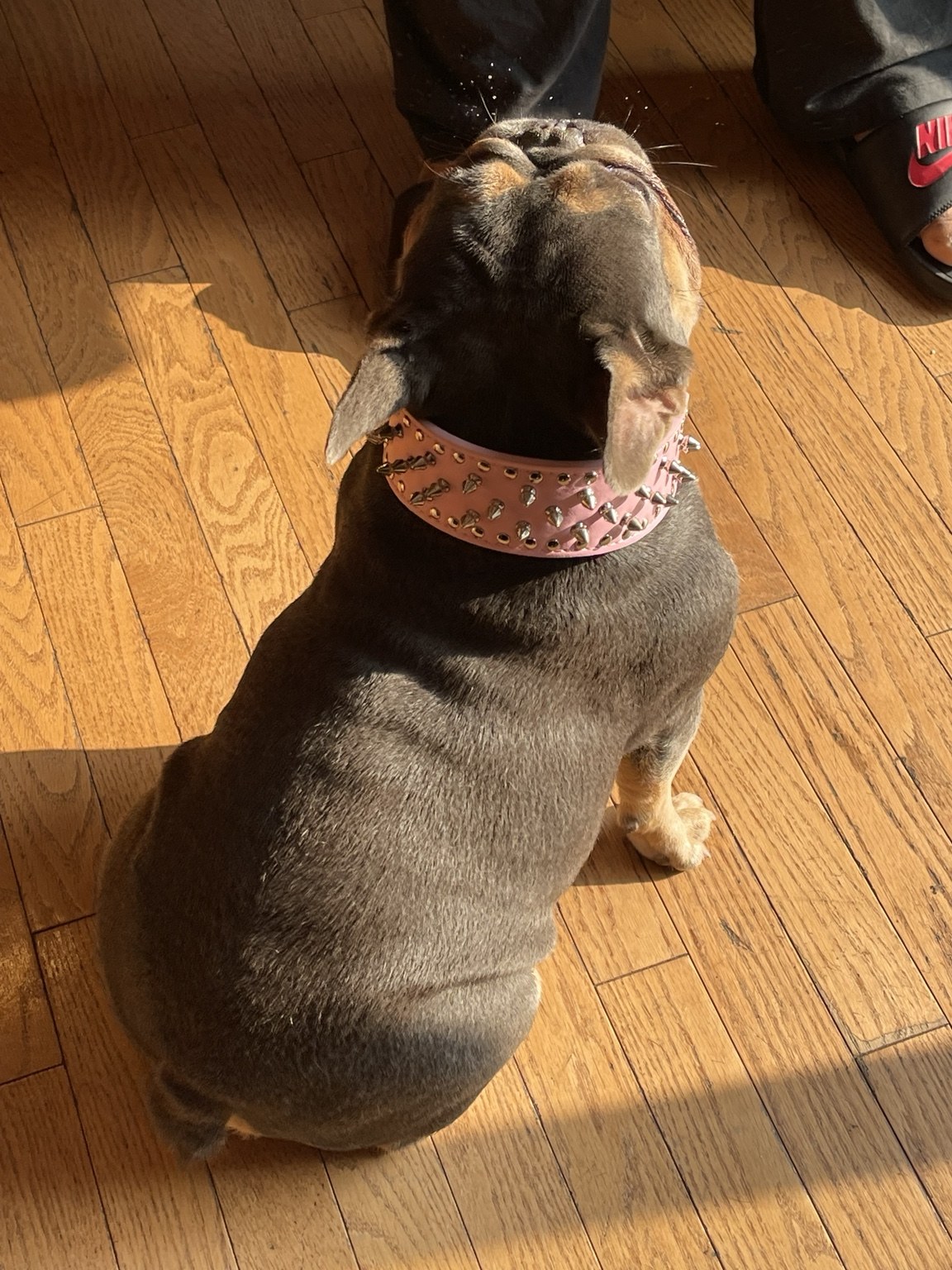 Remembering Stella — photo 7 of 10