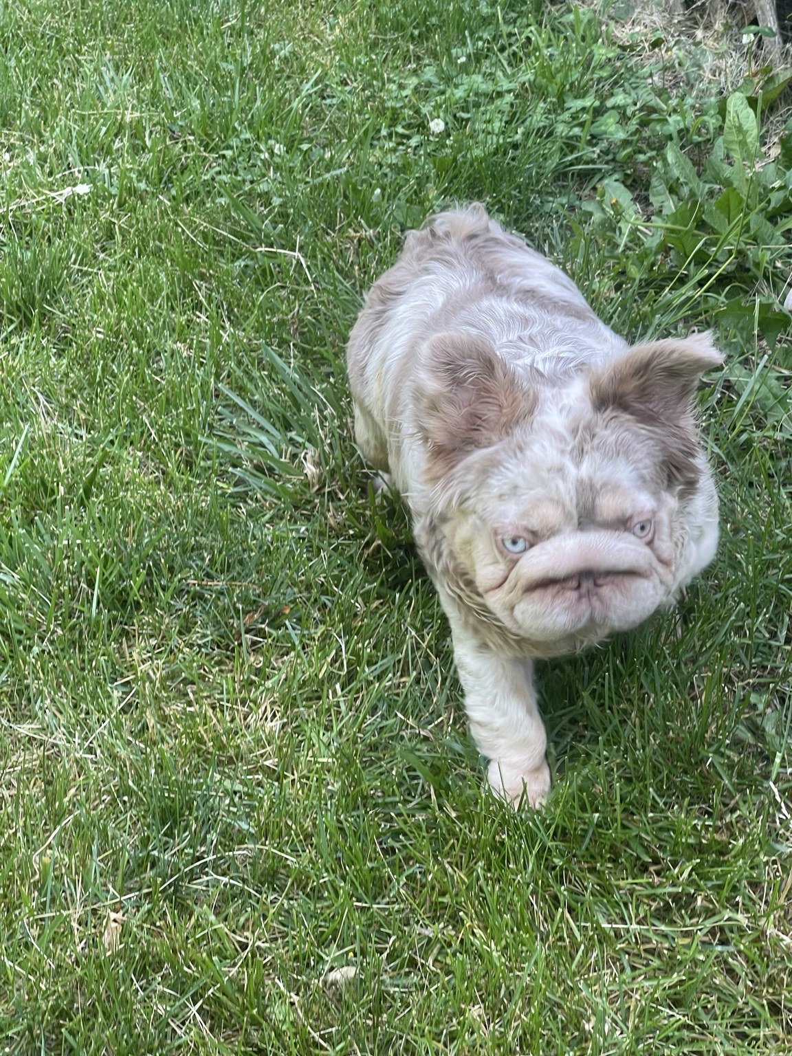 Zuri — photo 2 of 2